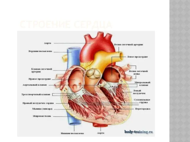 СТРОЕНИЕ СЕРДЦА
