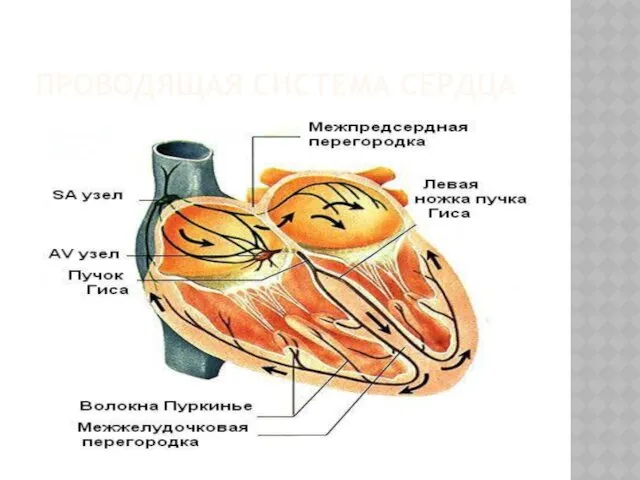 ПРОВОДЯЩАЯ СИСТЕМА СЕРДЦА