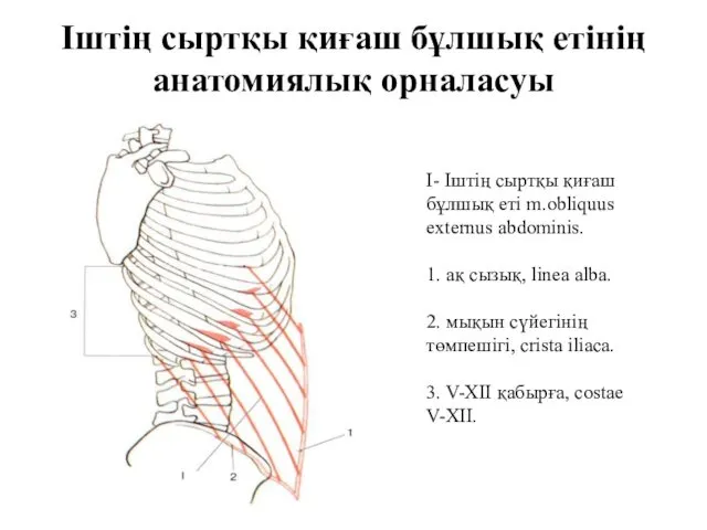 Іштің сыртқы қиғаш бұлшық етінің анатомиялық орналасуы I- Іштің сыртқы