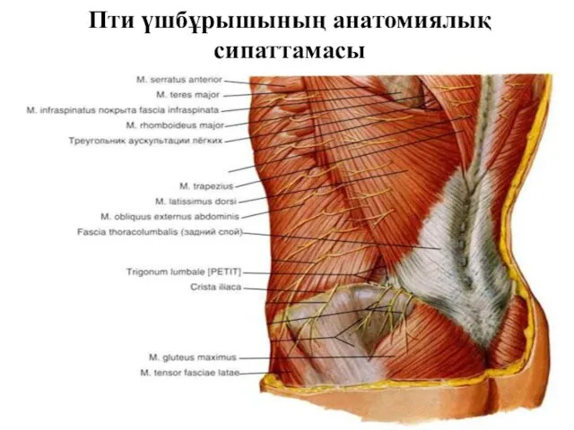 Пти үшбұрышының анатомиялық сипаттамасы