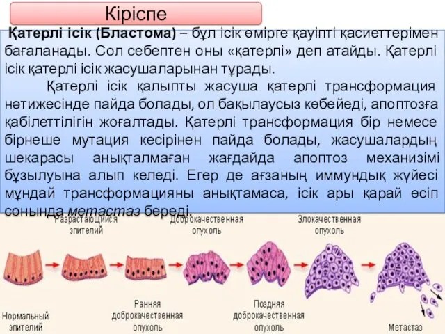 Кіріспе Қатерлі ісік (Бластома) – бұл ісік өмірге қауіпті қасиеттерімен