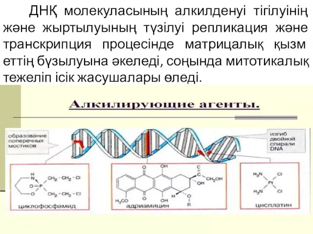 ДНҚ молекуласының алкилденуі тігілуінің және жыртылуының түзілуі репликация және транскрипция