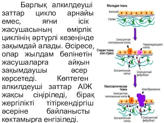 Барлық алкилдеуші заттар цикло арнайы емес, яғни ісік жасушасының өмірлік