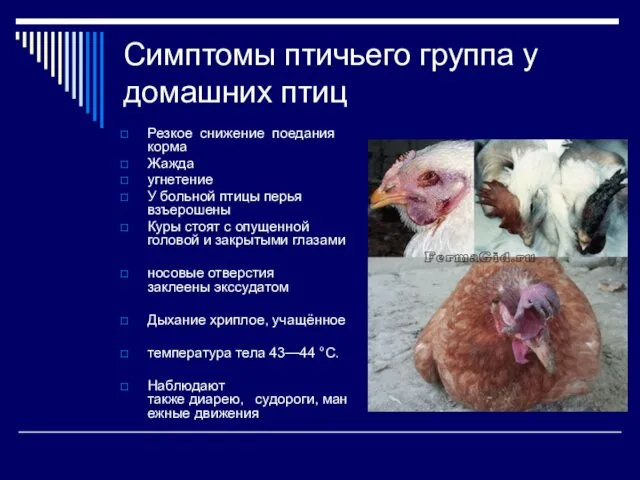 Симптомы птичьего группа у домашних птиц Резкое снижение поедания корма