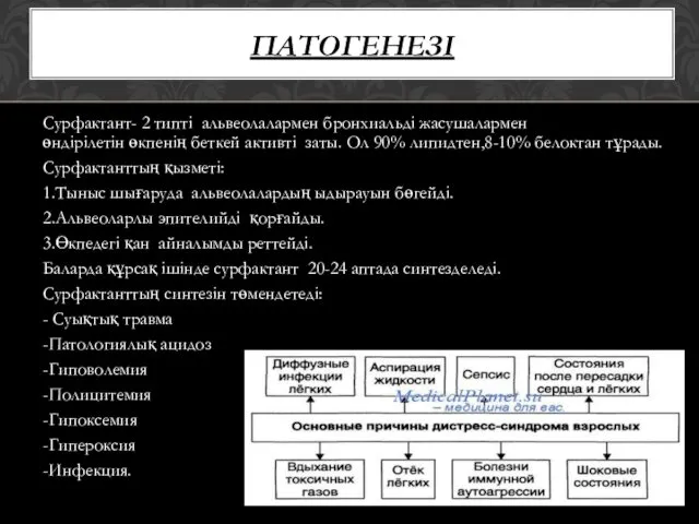 Сурфактант- 2 типті альвеолалармен бронхиальді жасушалармен өндірілетін өкпенің беткей активті