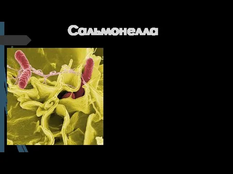 Сальмонелла Сальмонелла – Enterobacteriaceae тұқымдастығына жататын өте ұсақ, грам теріс,