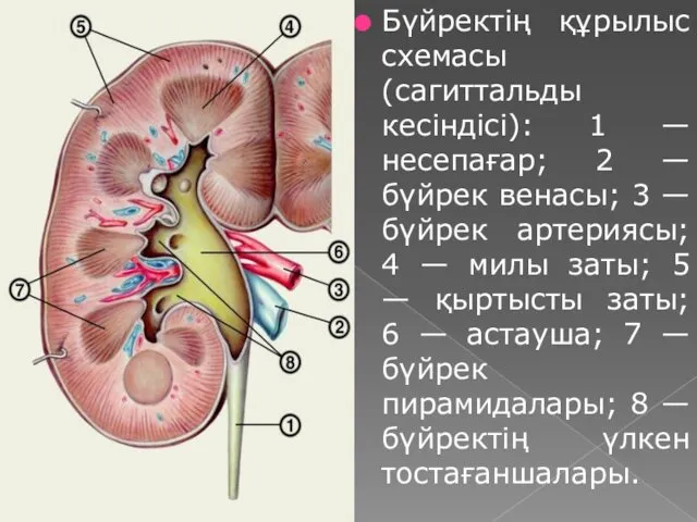 Бүйректің құрылыс схемасы (сагиттальды кесіндісі): 1 — несепағар; 2 —