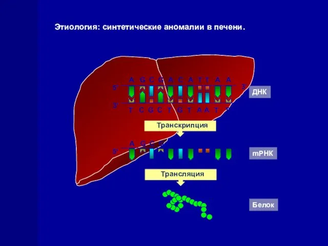 ДНК T A A A G C G A C A T 3'