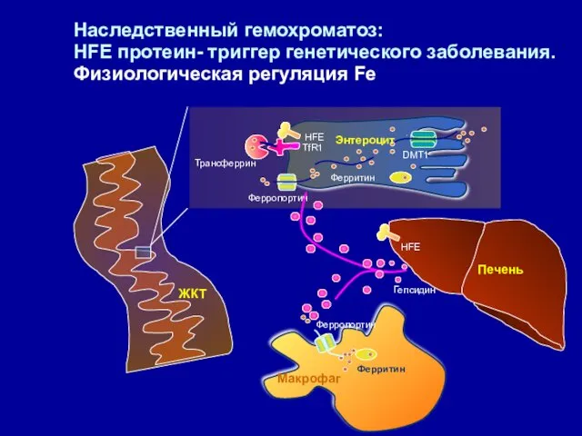 Наследственный гемохроматоз: HFE протеин- триггер генетического заболевания. Физиологическая регуляция Fe DMT1 Ферритин Ферропортин
