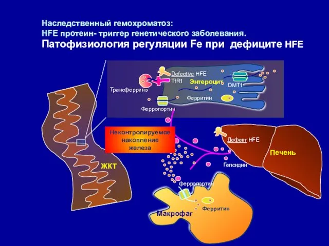 Наследственный гемохроматоз: HFE протеин- триггер генетического заболевания. Патофизиология регуляции Fe при дефиците HFE
