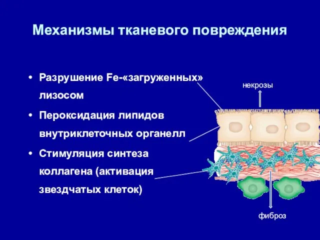 Механизмы тканевого повреждения Разрушение Fe-«загруженных» лизосом Пероксидация липидов внутриклеточных органелл Стимуляция синтеза коллагена