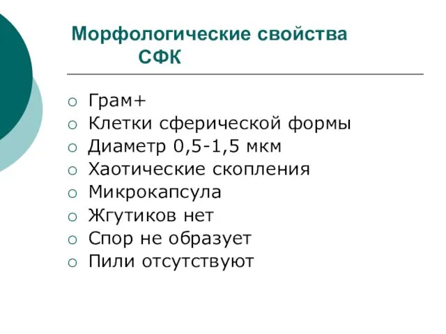 Морфологические свойства СФК Грам+ Клетки сферической формы Диаметр 0,5-1,5 мкм