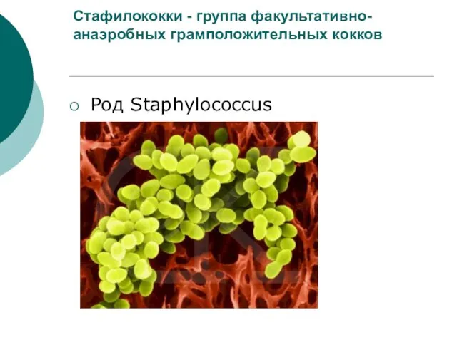 Стафилококки - группа факультативно-анаэробных грамположительных кокков Род Staphylococcus