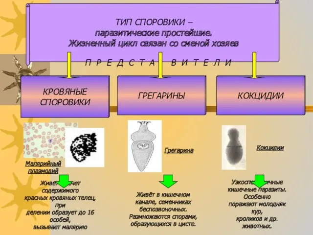 ТИП СПОРОВИКИ – паразитические простейшие. Жизненный цикл связан со сменой