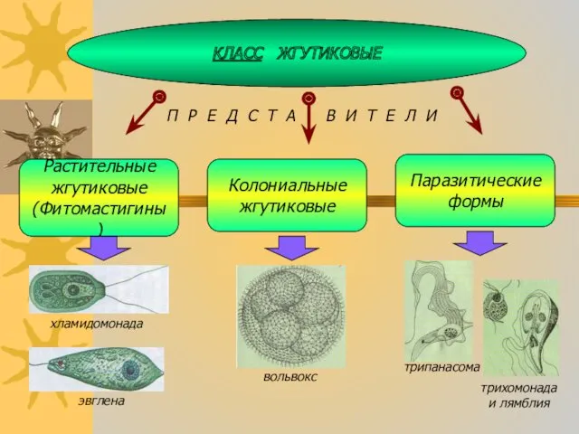 КЛАСС ЖГУТИКОВЫЕ Растительные жгутиковые (Фитомастигины) П Р Е Д С