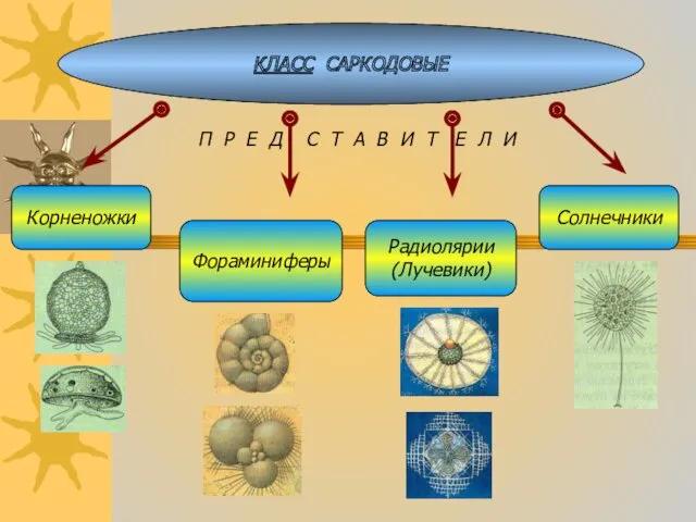 КЛАСС САРКОДОВЫЕ П Р Е Д С Т А В И Т Е Л И