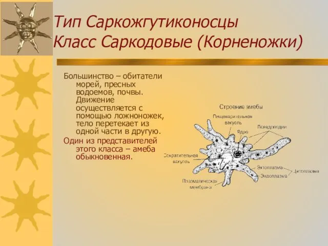 Тип Саркожгутиконосцы Класс Саркодовые (Корненожки) Большинство – обитатели морей, пресных