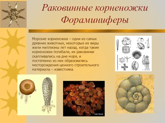 Раковинные корненожки Фораминиферы Морские корненожки – одни из самых древних