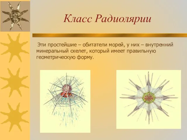 Класс Радиолярии Эти простейшие – обитатели морей, у них –