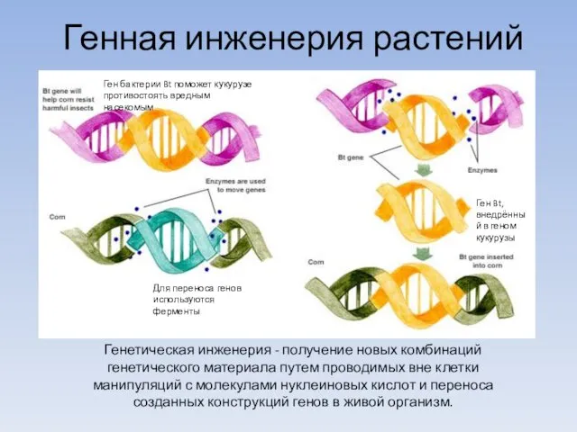 Генная инженерия растений Генетическая инженерия - получение новых комбинаций генетического