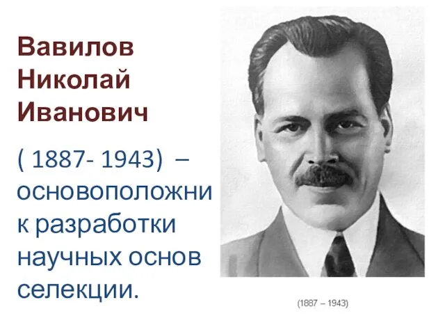 Вавилов Николай Иванович ( 1887- 1943) –основоположник разработки научных основ селекции.