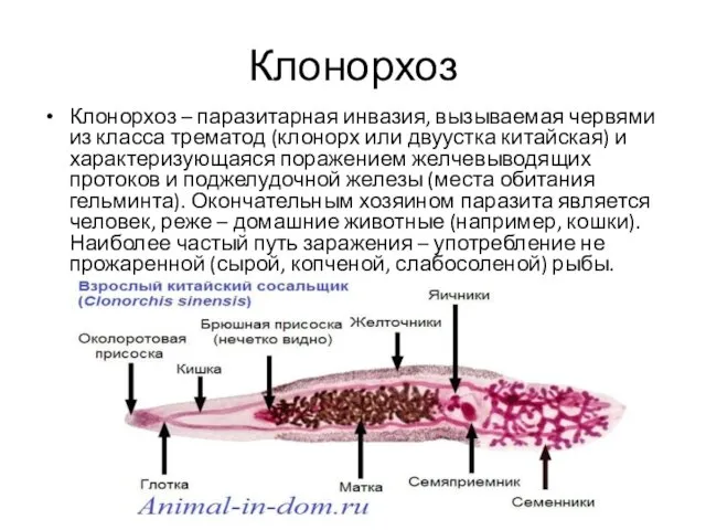 Клонорхоз Клонорхоз – паразитарная инвазия, вызываемая червями из класса трематод