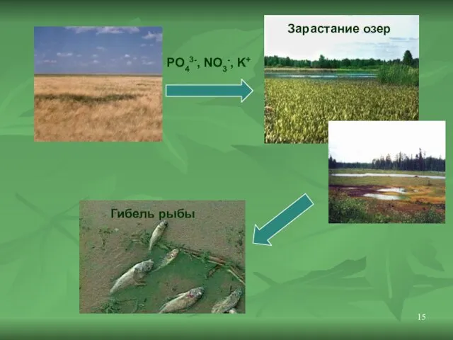 PO43-, NO3-, K+ Зарастание озер Гибель рыбы