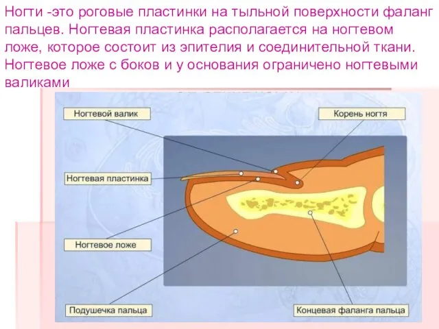 Ногти -это роговые пластинки на тыльной поверхности фаланг пальцев. Ногтевая пластинка располагается на