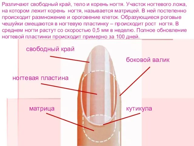 Различают свободный край, тело и корень ногтя. Участок ногтевого ложа, на котором лежит