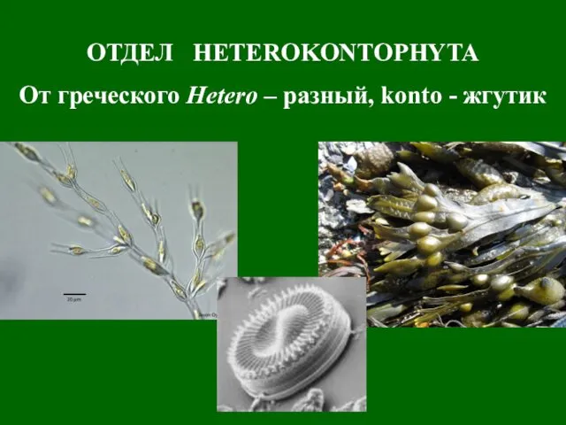 ОТДЕЛ HETEROKONTOPHYTA От греческого Hetero – разный, konto - жгутик