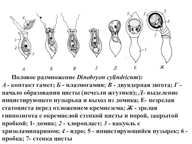 Половое размножение Dinobryon cylindricum): A - контакт гамет; Б -