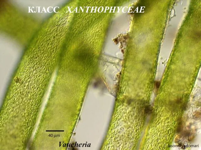 Vaucheria КЛАСС XANTHOPHYCEAE