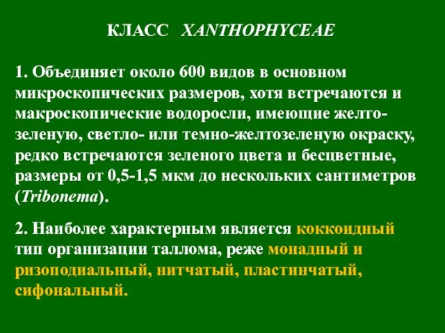 КЛАСС XANTHOPHYCEAE 1. Объединяет около 600 видов в основном микроскопических