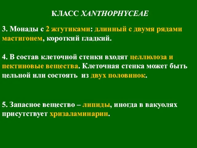 КЛАСС XANTHOPHYCEAE 3. Монады с 2 жгутиками: длинный с двумя