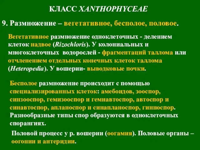 КЛАСС XANTHOPHYCEAE 9. Размножение – вегетативное, бесполое, половое. Вегетативное размножение