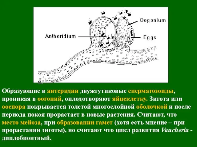 Образующие в антеридии двужгутиковые сперматозоиды, проникая в оогоний, оплодотворяют яйцеклетку.