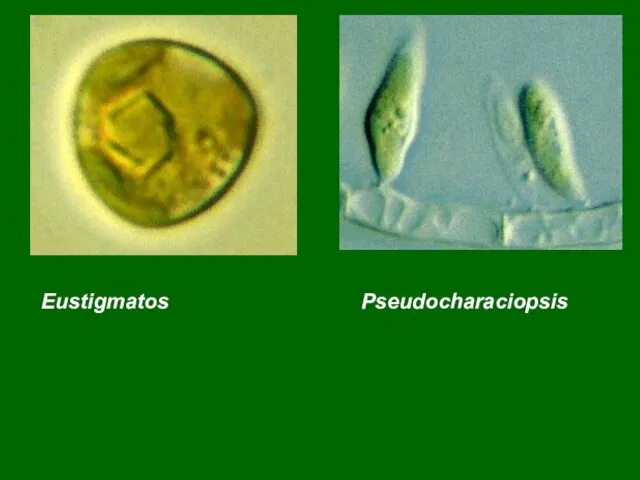 Eustigmatos Pseudocharaciopsis
