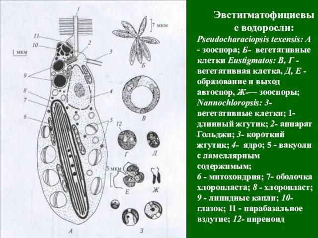 Эвстигматофициевые водоросли: Pseudocharaciopsis texensis: A - зооспора; Б- вегетативные клетки