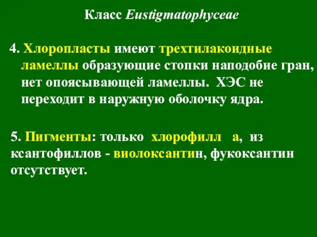 Класс Eustigmatophyceae 4. Хлоропласты имеют трехтилакоидные ламеллы образующие стопки наподобие