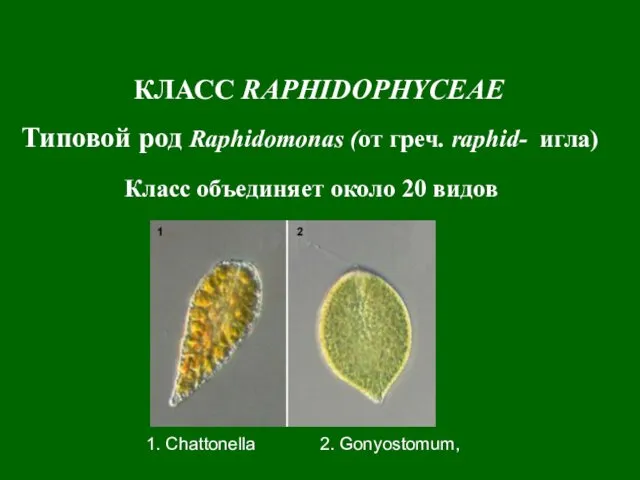 КЛАСС RAPHIDOPHYCEAE Типовой род Raphidomonas (от греч. raphid- игла) Класс