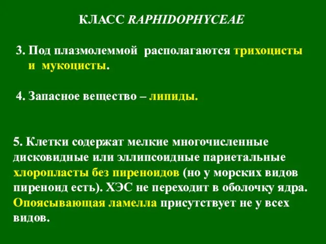 3. Под плазмолеммой располагаются трихоцисты и мукоцисты. 4. Запасное вещество