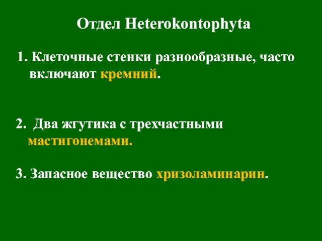 Отдел Heterokontophyta 1. Клеточные стенки разнообразные, часто включают кремний. 2.