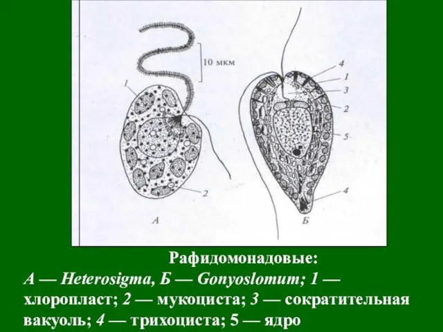 Рафидомонадовые: А — Heterosigma, Б — Gonyoslomum; 1 — хлоропласт;