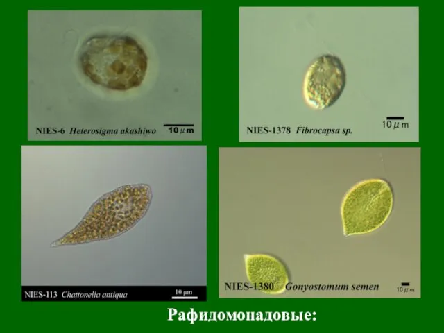 Рафидомонадовые: