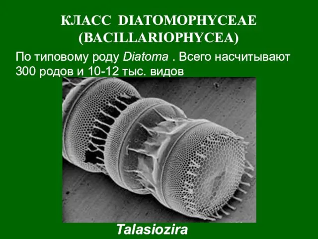 КЛАСС DIATOMOPHYCEAE (BACILLARIOPHYCEA) Talasiozira По типовому роду Diatoma . Всего