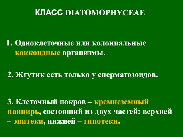 Одноклеточные или колониальные коккоидные организмы. КЛАСС DIATOMOPHYCEAE 2. Жгутик есть