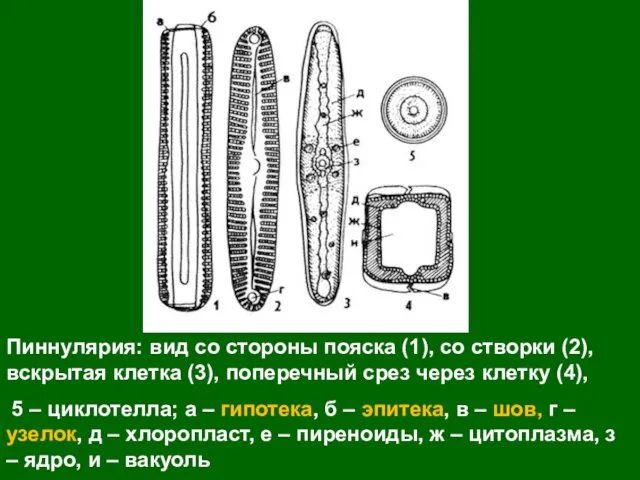 Пиннулярия: вид со стороны пояска (1), со створки (2), вскрытая