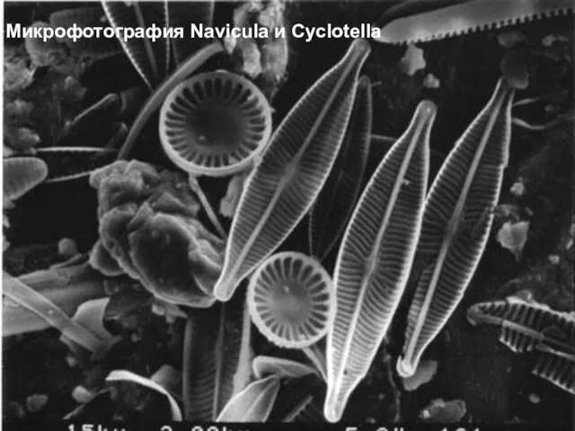 Микрофотография Navicula и Cyclotella