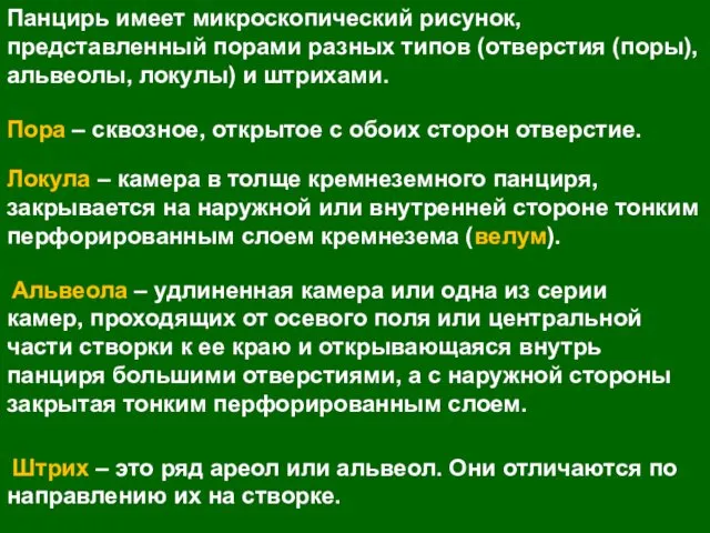 Панцирь имеет микроскопический рисунок, представленный порами разных типов (отверстия (поры),