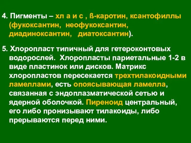 4. Пигменты – хл а и с , ß-каротин, ксантофиллы